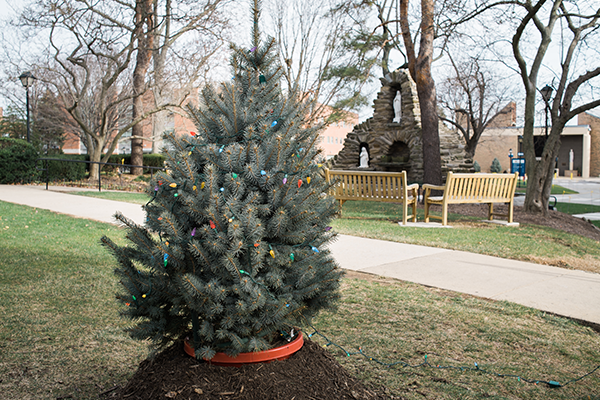 A Christmas tree on the Hansen Quad.